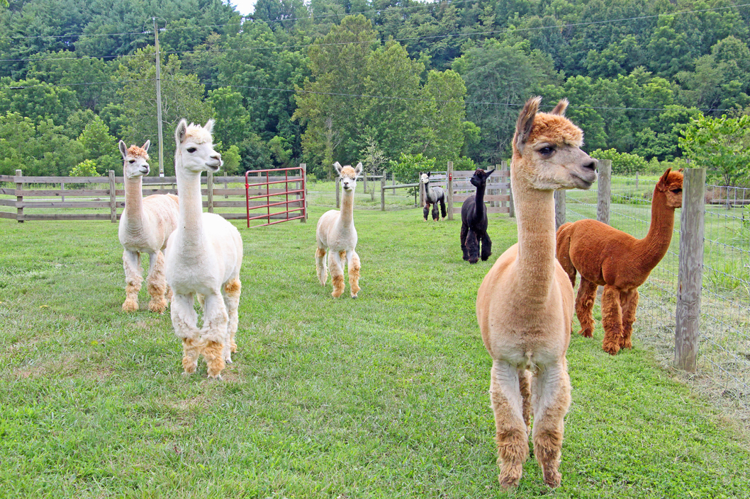 Wytheville Cobb Hill Alpaca