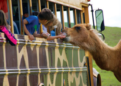 Wytheville Fort Chiswell Animal Park Kids