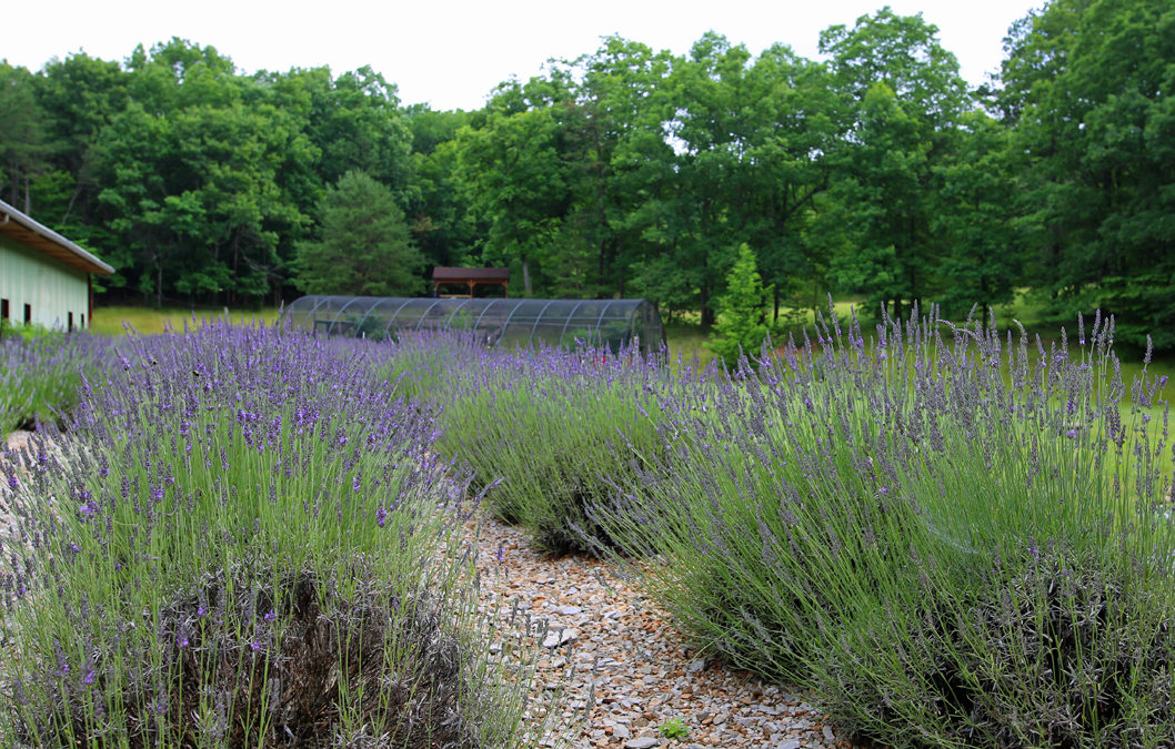 Beagle Ridge Herb Farm celebrates 20 years in Wytheville