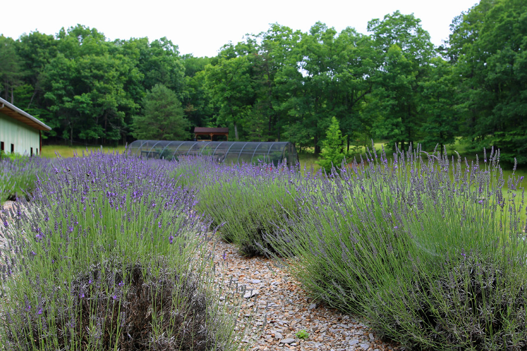 Things to do in Wytheville - Beagle Ridge Lavender