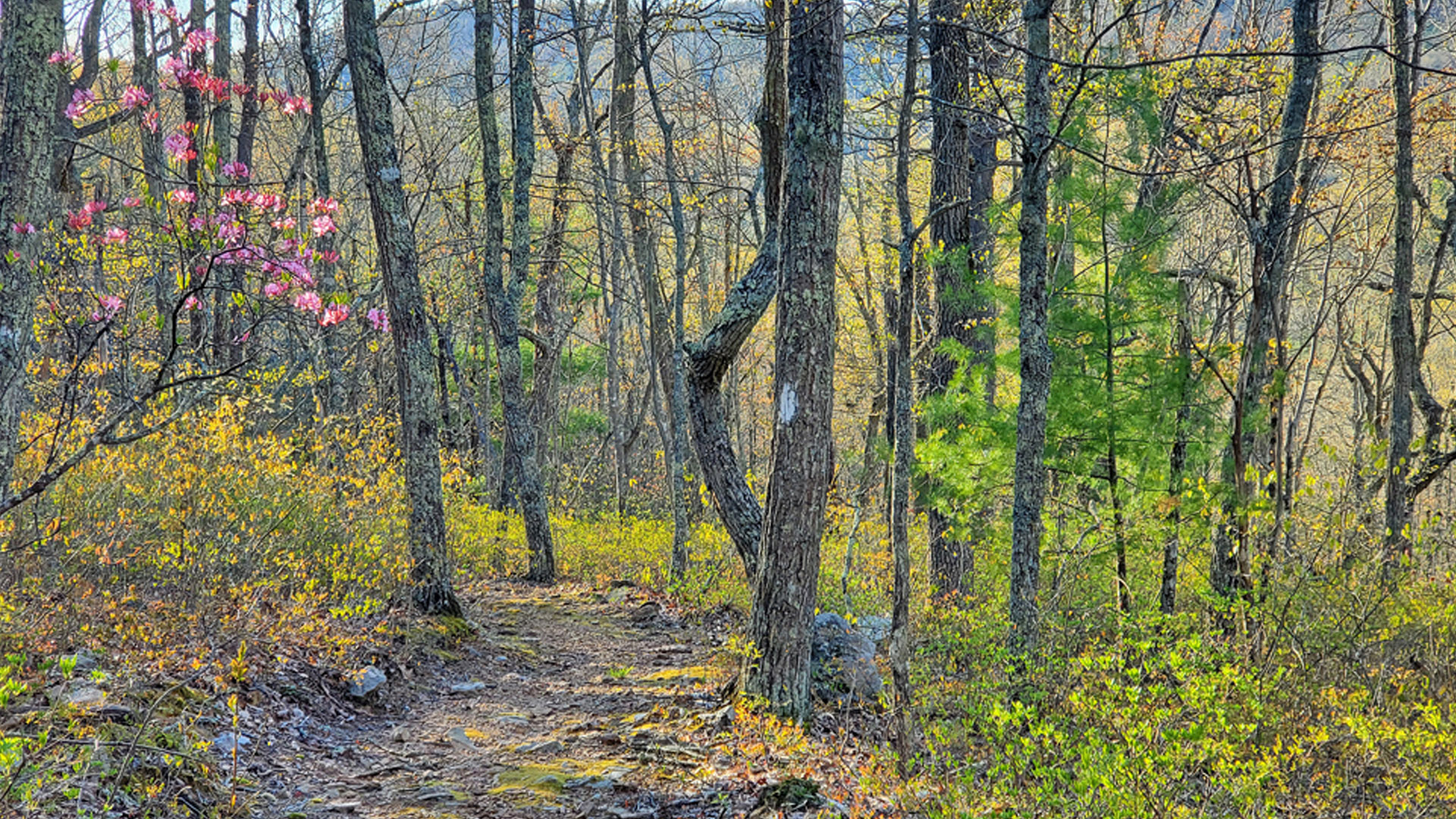 Wytheville Csra View Flower